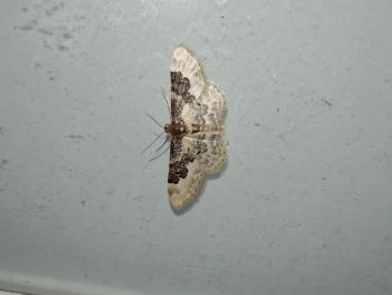 <i>Idaea rusticata</i>