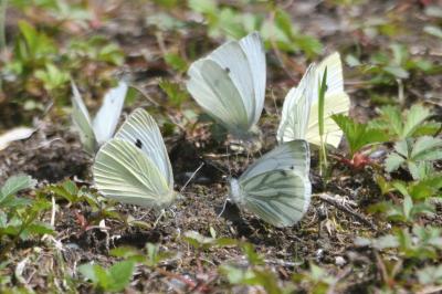 <i>Pieris rapae</i>