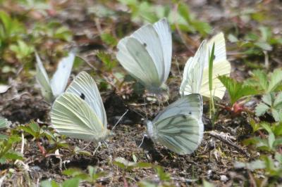 <i>Pieris napi</i>