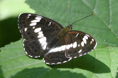 <i>Limenitis camilla</i>