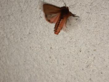 <i>Phragmatobia fuliginosa</i>
