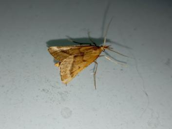 <i>Synaphe punctalis</i>