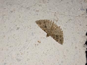 <i>Alucita hexadactyla</i>