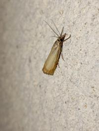 <i>Chrysoteuchia culmella</i>