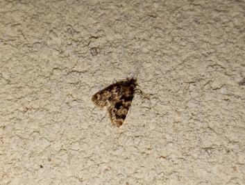 <i>Aglossa caprealis</i>