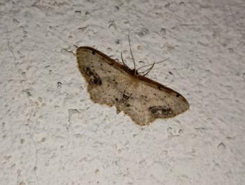 <i>Idaea dimidiata</i>