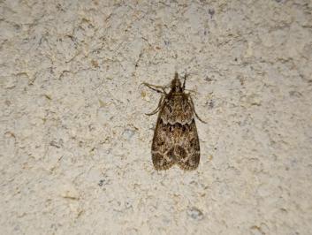 <i>Eudonia mercurella</i>