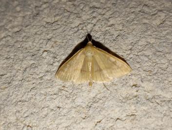<i>Sitochroa verticalis</i>