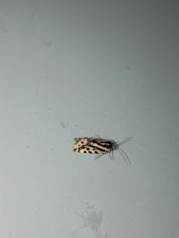 <i>Emmelia trabealis</i>