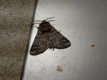 <i>Thaumetopoea pityocampa</i>
