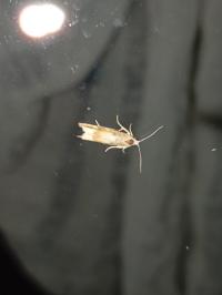 <i>Eucosma conterminana</i>