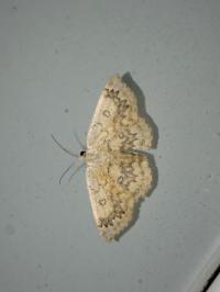 <i>Cyclophora annularia</i>