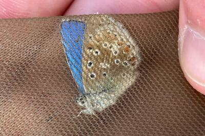<i>Lysandra bellargus</i>