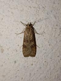 <i>Nomophila noctuella</i>