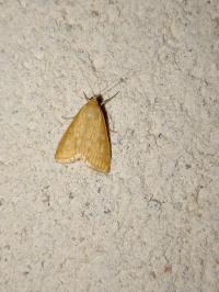 <i>Sitochroa verticalis</i>