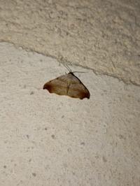 <i>Laspeyria flexula</i>