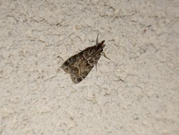 <i>Eudonia mercurella</i>
