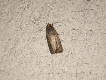 <i>Proxenus hospes</i>