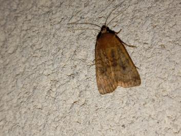 <i>Noctua interjecta</i>