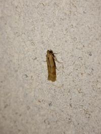 <i>Homoeosoma sinuella</i>