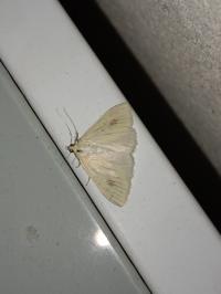 <i>Sitochroa palealis</i>