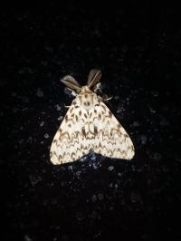 <i>Lymantria monacha</i>