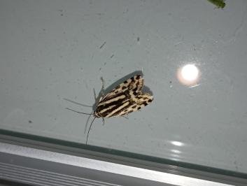 <i>Emmelia trabealis</i>