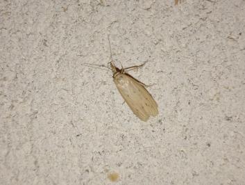 <i>Ematheudes punctella</i>