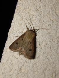 <i>Agrotis exclamationis</i>