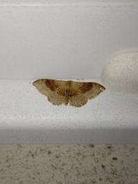 <i>Idaea degeneraria</i>