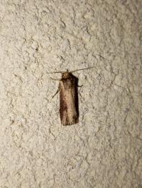 <i>Axylia putris</i>