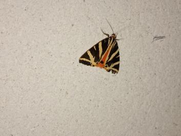 <i>Euplagia quadripunctaria</i>