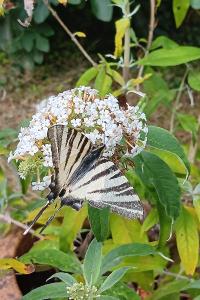 <i>Iphiclides podalirius</i>