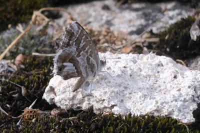 <i>Cacyreus marshalli</i>