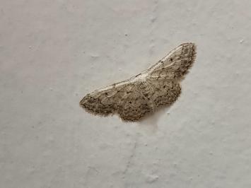 <i>Idaea seriata</i>