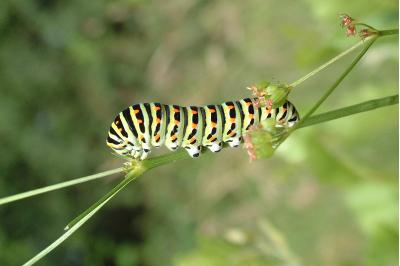 <i>Papilio machaon</i>