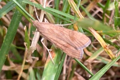 <i>Nomophila noctuella</i>