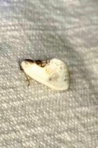 <i>Cilix glaucata</i>