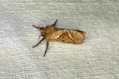 <i>Triodia sylvina</i>