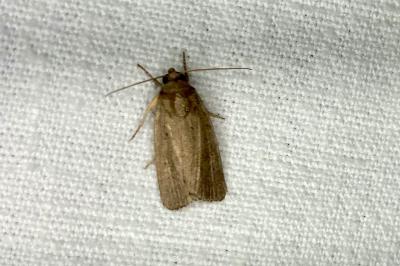 <i>Proxenus hospes</i>