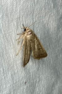 <i>Hoplodrina ambigua/blanda</i>