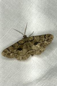 <i>Peribatodes ilicaria</i>