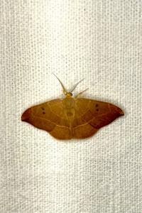 <i>Watsonalla binaria</i>