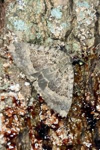 <i>Mormo maura</i>