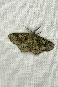 <i>Cleorodes lichenaria</i>