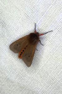 <i>Phragmatobia fuliginosa</i>