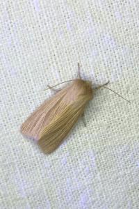 <i>Mythimna pallens</i>