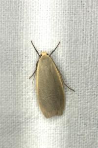 <i>Collita griseola</i>
