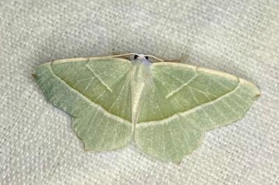 <i>Campaea margaritaria</i>