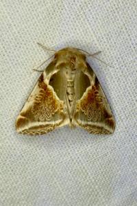 <i>Habrosyne pyritoides</i>